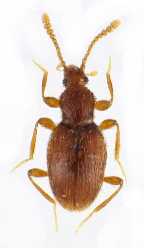 Scydmoraphes deceptivus