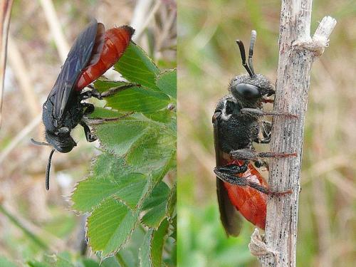Réf. 91 456 : Sphecodes albilabris