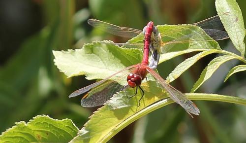 Réf. 91 251 : Sympetrum fonscolombii