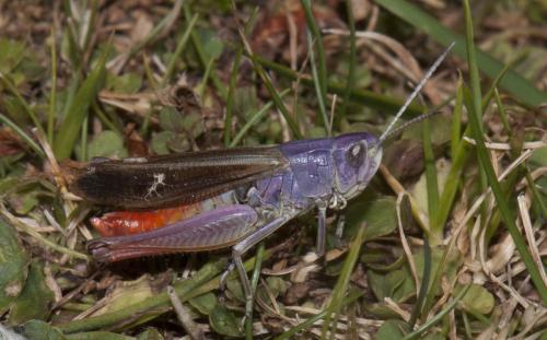 Réf. 91 838 : Stenobothrus lineatus lineatus