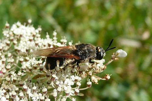 Stratiomys singularior