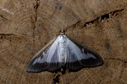 Cydalima perspectalis
