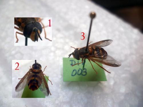 Chrysotoxum intermedium