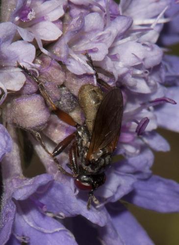 Thecophora sp.