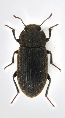 Gonocephalum rusticum