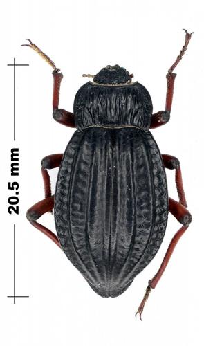 Epipedonota sp.