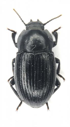 Bioplanes meridionalis