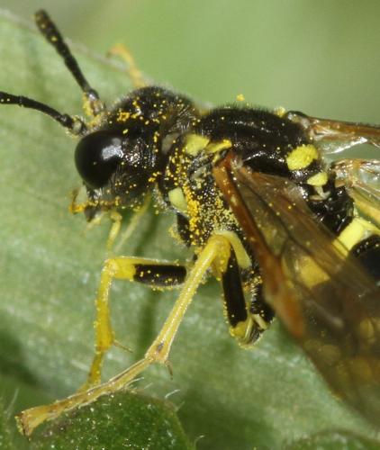 Réf. 91 199 : Tenthredo arcuata