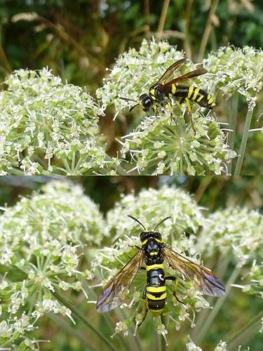 Tenthredo sp.