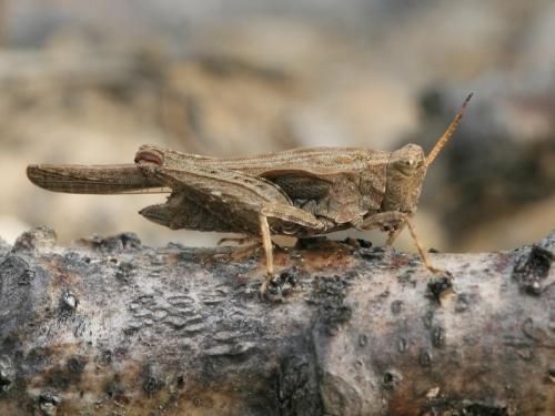 Réf. 91 496 : Tetrix subulata