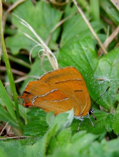 Thecla betulae