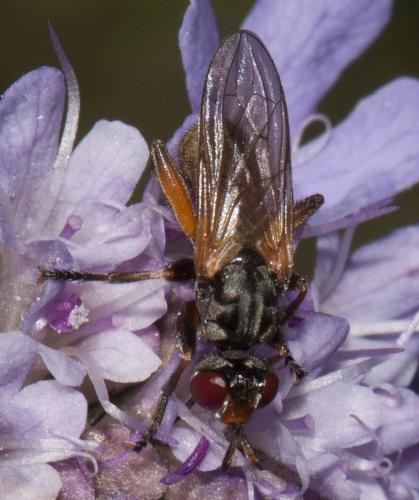 Thecophora sp.