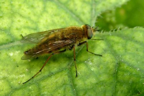 Thereva sp.
