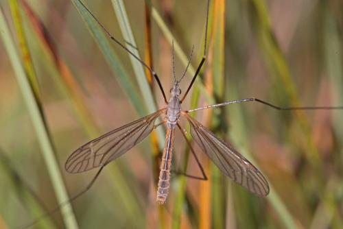 Tipula luteipennis