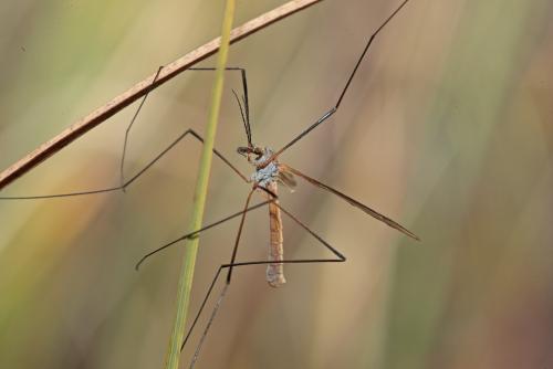 Tipula luteipennis