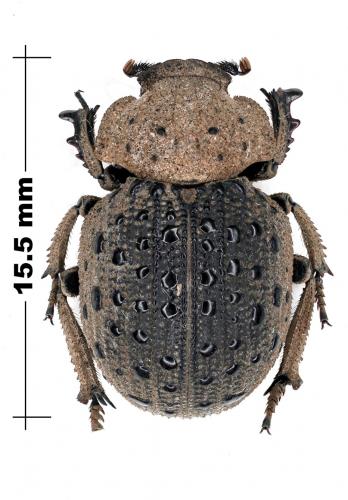 Omorgus sp.