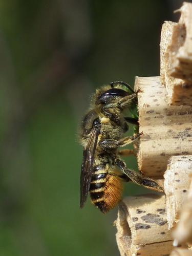 Réf. 91 682 : Megachile centuncularis