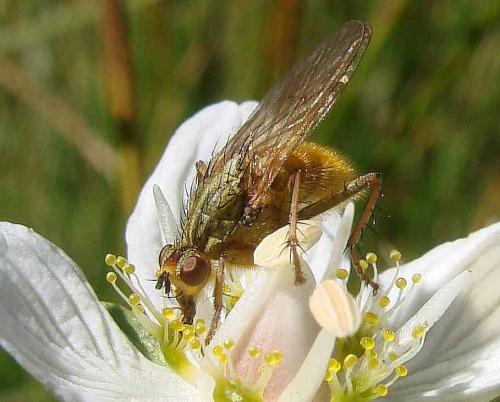Scathophaga stercoraria