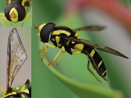 Philhelius sp.