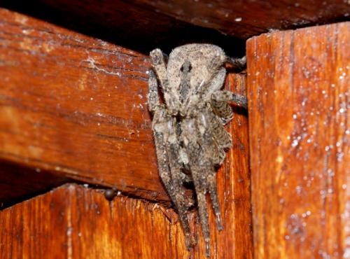 Zoropsis spinimana