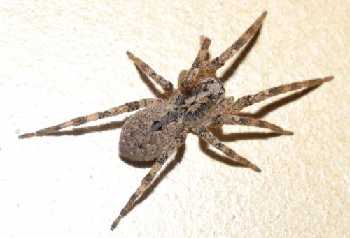 Zoropsis spinimana