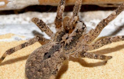 Zoropsis spinimana