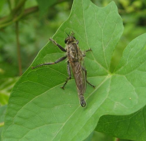 Réf. 91 464 : Machimus rusticus
