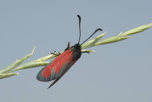 Réf. 91 420 : Zygaena erythrus