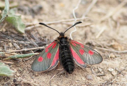 Réf. 91 071 : Zygaena exulans