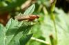 91655 – Photo : Patrick Le Mao – France (22)