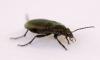 Poecilus cupreus