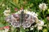 91290 – Photo : Patrick Le Mao – France (73)