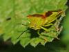91088 – Photo : Eric Steckx – Belgique