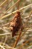 91035 – Photo : Nicolas Alric – France (12)