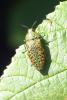 91369 – Photo : Nicolas Alric – France (12)
