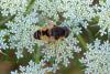 91666 – Photo : Nicolas Alric – France (12)