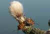 91665 – Photo : Nicolas Alric – France (12)