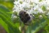 91155 – Photo : Nicolas Alric – France (12)
