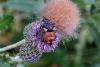 91457 – Photo : Nicolas Alric – France (12)