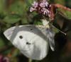 91031 – Photo : Jean-Sébastien Carteron – France (67)