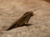 91431 – Photo : Pierre Gros – France (06)