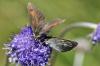 91593 – Photo : André Couder – France (66)