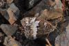 91313 – Photo : André Couder – France (71)
