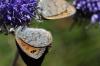 91594 – Photo : André Couder – France (66)