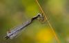 91078 – Photo : Patrick Nourdin – France (22)