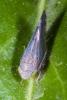 91363 – Photo : Jean-Pierre Aubrun – France (83)