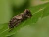 91821 – Photo : Pierre Gros – France (06)