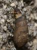 91427 – Photo : Pierre Gros – France (06)