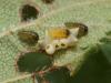 91101 – Photo : Pierre Gros – France (06)