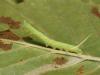 91028 – Photo : Pierre Gros – France (06)